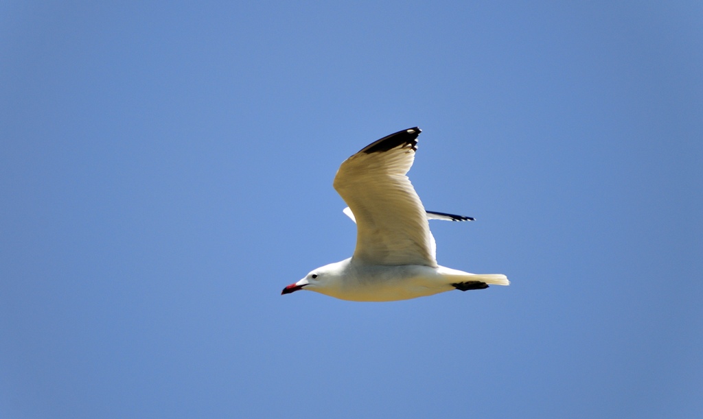 Aigaioglaros_Anastasios Sakoulis