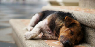 Αδέσποτο σκυλί