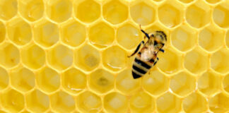 Μέλισσα σε κυψέλη