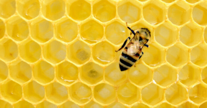 Μέλισσα σε κυψέλη