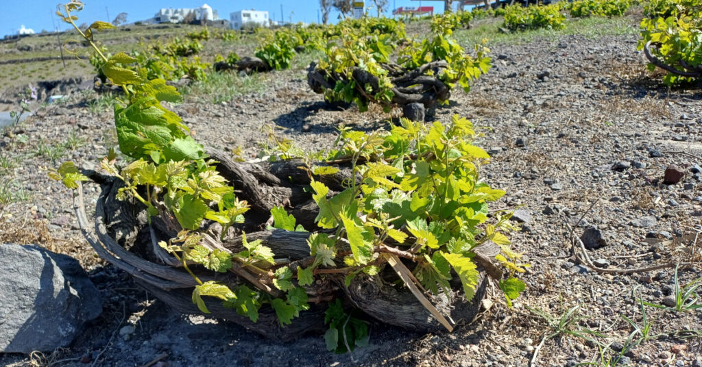 Αμπέλια στη Σαντορίνη κλαδεμένα σε κουλούρα-αμπελιά